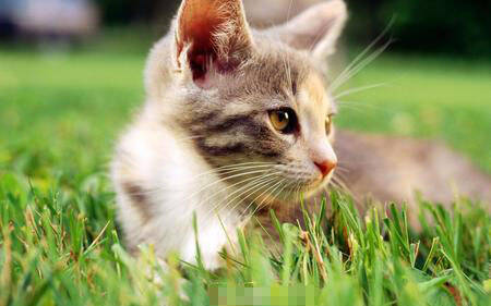 宠物猫和家猫的区别 宠物猫是纯种宠物猫