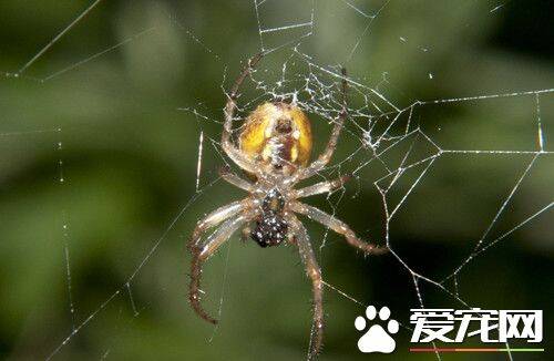 蜘蛛为什么会吐丝 蜘蛛吐丝的五个重要作用