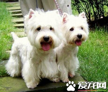 西高地白梗一窝生几个 雌犬每年可交配两次