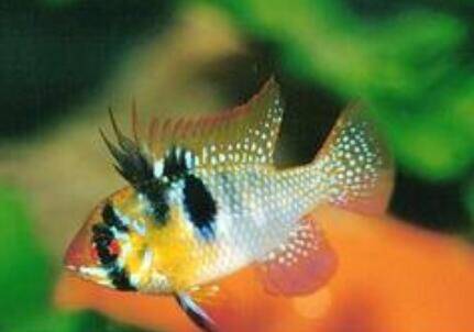 七彩凤凰鱼吃什么 它爱吃动物性食物