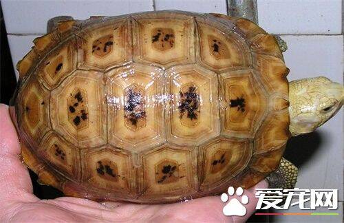 缅甸陆龟的种类 缅陆最受欢迎的金头瑞丽种