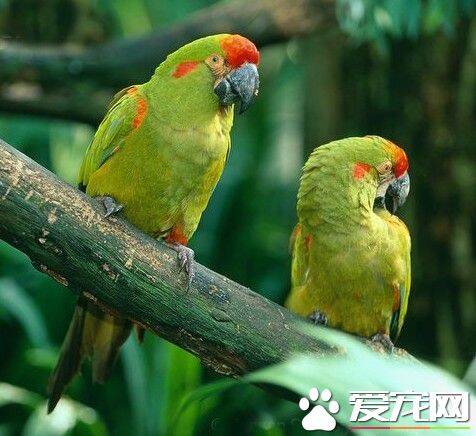 红额金刚鹦鹉的饲养 提供一些木头供其咬嚼