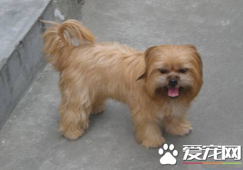 西施犬拉稀 千万不要在拖延治疗时间