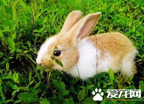 兔子可以吃饭吗 不可以给兔子吃米饭