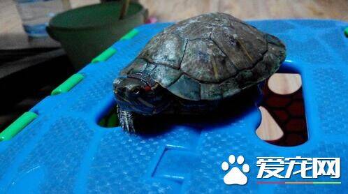 家里怎样养乌龟 买那种自动能换水的鱼缸