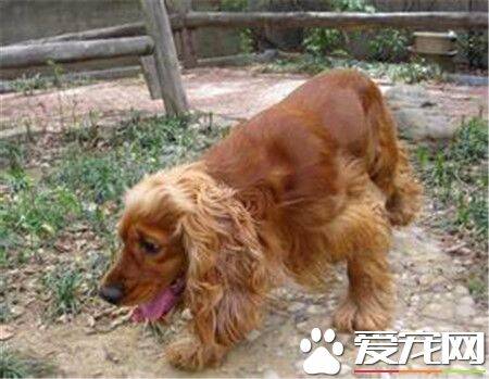 成年英国可卡犬长度 公犬高40到43厘米