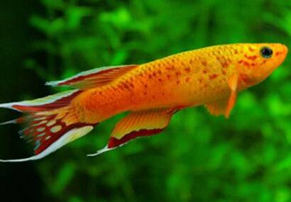 五彩琴尾鱼怎么养 繁殖水温26-27摄氏度