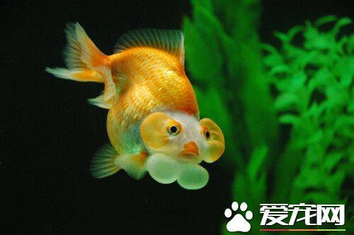 金鱼能吃什么 金鱼的食物可分为三大类