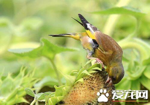 金翅雀饲养 金翅雀可饲养于小型笼中