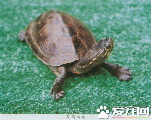 黑颈乌龟可以在水底呆多久 适合潮湿温热的气候