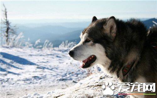 阿拉斯加雪橇犬的毛色 如何护理阿拉斯加的毛发