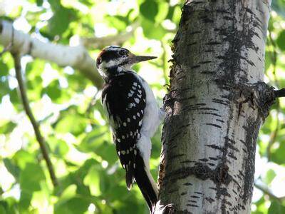 北美洲啄木鸟的种类有哪些呢