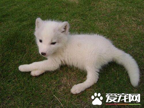 如何饲养宠物狐狸 宠物狐狸饲养注意的事项