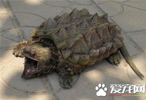 鳄龟最大能长多大 最大的鳄龟有86厘米