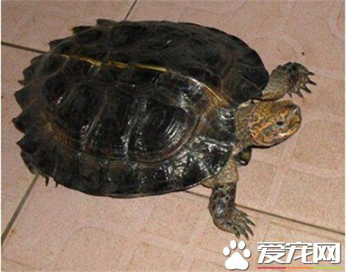 亚洲巨龟好养吗 亚洲巨龟饲养需要注意的要点