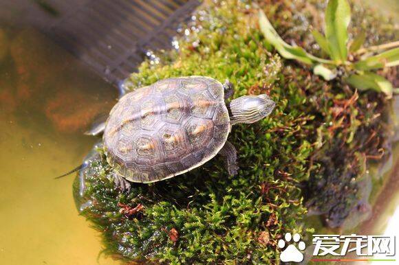 中华花龟的家庭饲养 中华花龟饲养的注意事项