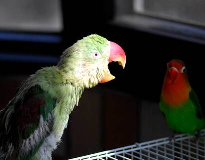 红面具锥尾鹦鹉吃什么 喜吃水果或种子