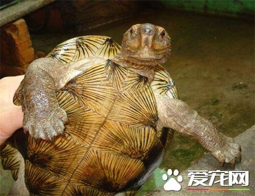 亚洲巨龟饲养 饲养亚洲巨龟需要的环境