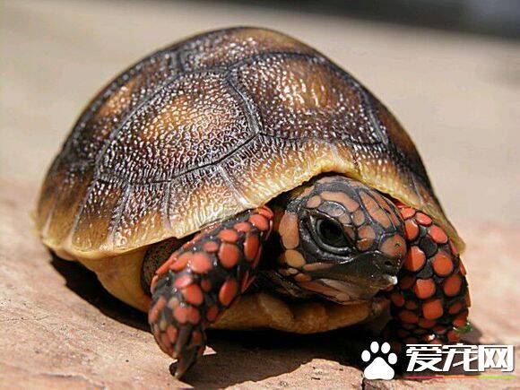 红腿陆龟吃什么 红腿陆龟主食为草食