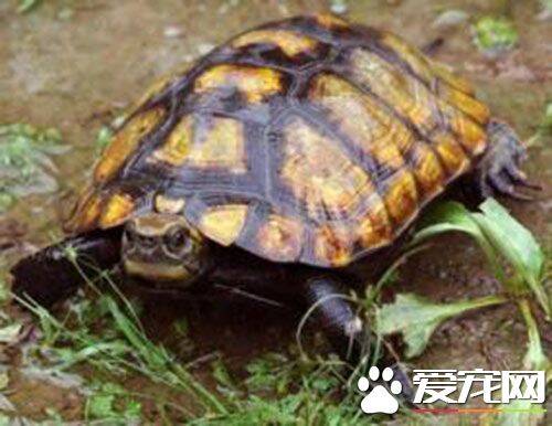 日本石龟繁殖 需要经过3-5年才能性成熟