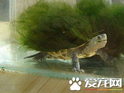 乌龟为什么长绿毛 背上生着龟背基枝藻的淡水龟