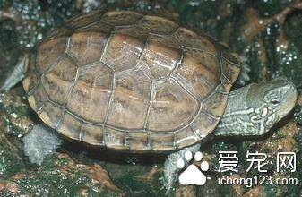 乌龟养殖场 乌龟养殖需要的条件有哪些