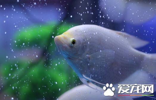 热带鱼招财猫吃什么 喜欢吃的东西主要有泥鳅