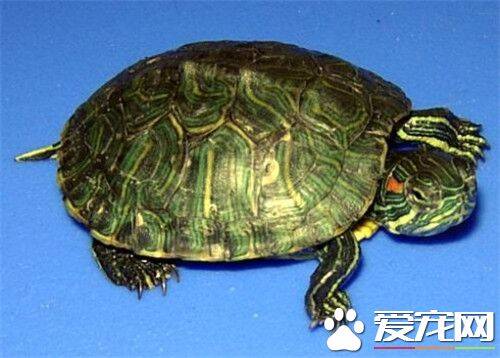 怎样看乌龟的年龄 最主要看乌龟背部的甲壳