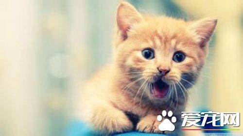 冬天猫会发情吗 一般是春秋季发情个别会冬季