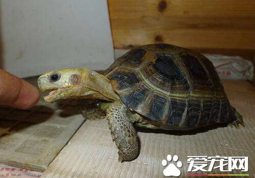 缅甸陆龟怎么样 缅甸陆龟生活习性及外观特征