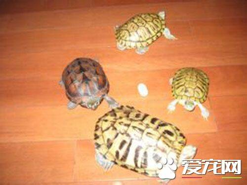 乌龟为什么要晒太阳 能够促进龟的食欲与繁殖能力