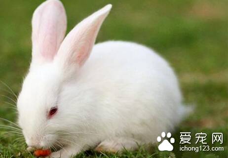 兔子打疫苗需注意什么 健康兔才可以进行免疫