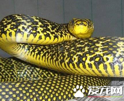 王锦蛇生长周期 王锦蛇是蛇类中生长最快的