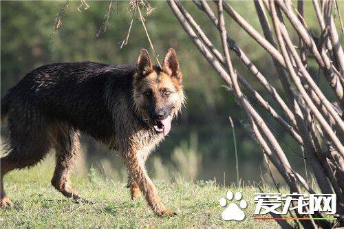 德国牧羊犬40天喂什么 可以喂食干燥的狗粮