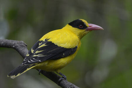 黄鹂鸟如何喂养 全方面解析黄鹂鸟的饲养