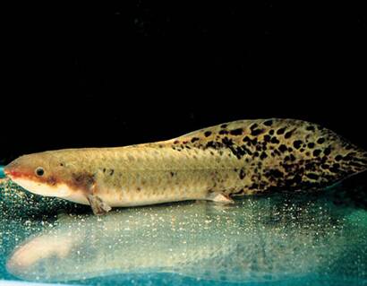 澳洲肺鱼怎么养 喜生活于水流平缓的河流