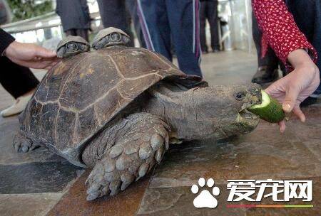 中华花龟养殖技术 中华花龟养殖管理