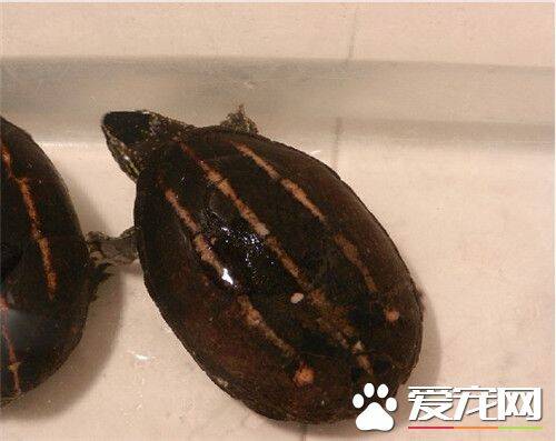 果核泥龟的饲养 需要阳光水质和适当的温度