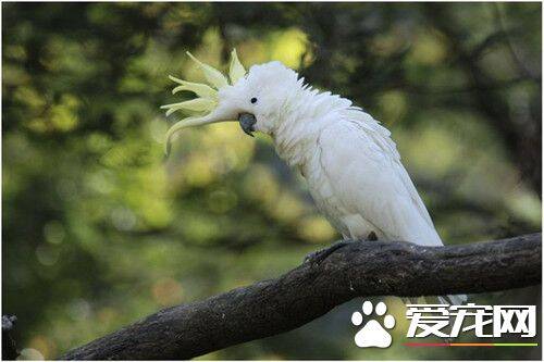 小葵花凤头鹦鹉的饲养 适应环境强耐低温