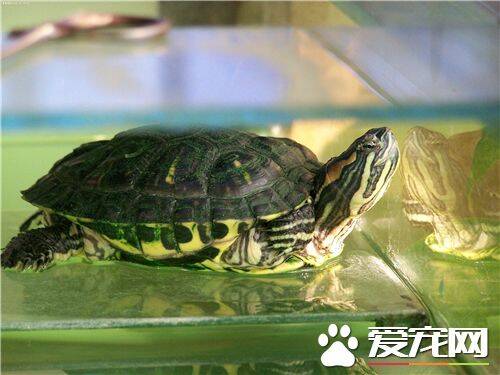 乌龟怎么干养 就是将龟离水保持身体干燥