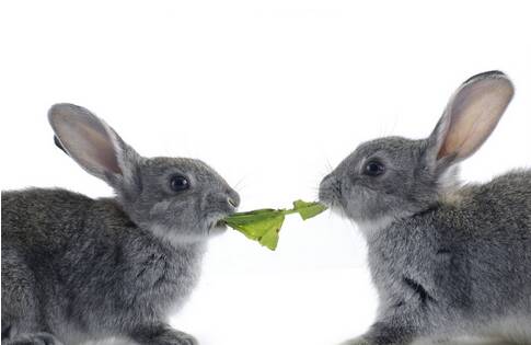 断奶的兔子怎么养 应掌握少喂勤添的原则