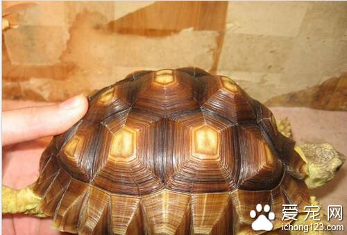 陆龟种类  豹纹龟就是陆龟中不错的龟宠