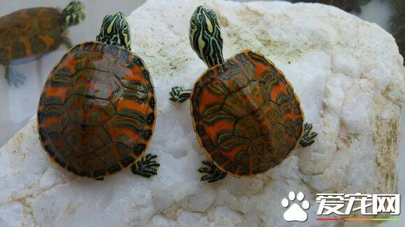 火焰龟的家庭饲养 最适宜的水温25℃左右