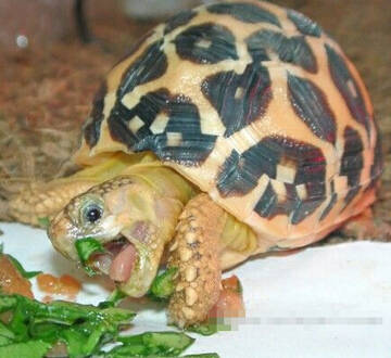 印度星龟怎么养 应选高纤维和低水分的食物
