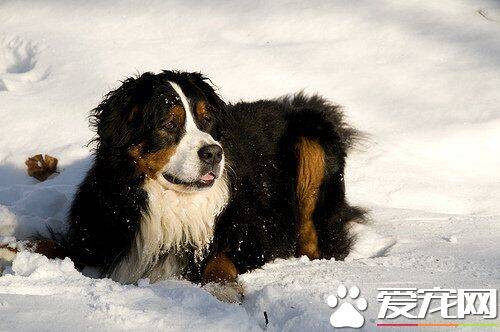 伯恩山犬的寿命 大多都是十岁到十五岁之间