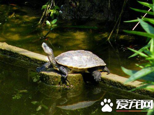 中华花龟的庭院饲养 换水的水温差不超过3℃