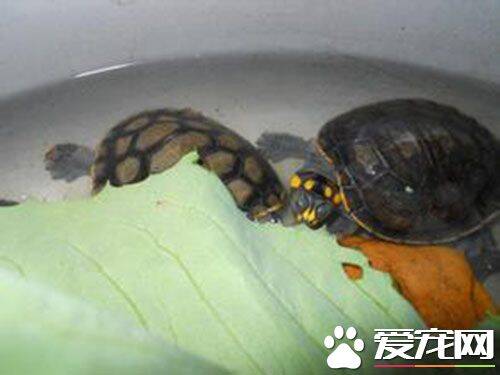 黄头侧颈龟不吃东西 造成不吃食的原因