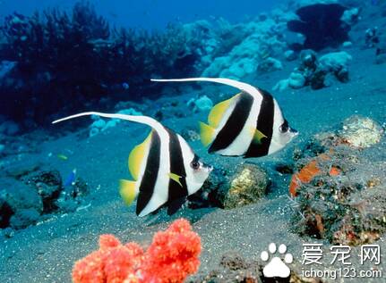 如何鉴别热带鱼 热带鱼有5个显著特点