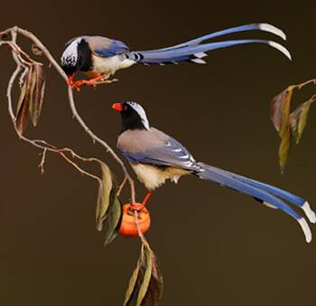 红嘴蓝鹊吃什么 是典型的杂食性鸟儿