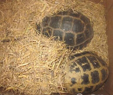 缅甸陆龟怎么冬眠  人工饲养最好不要冬眠